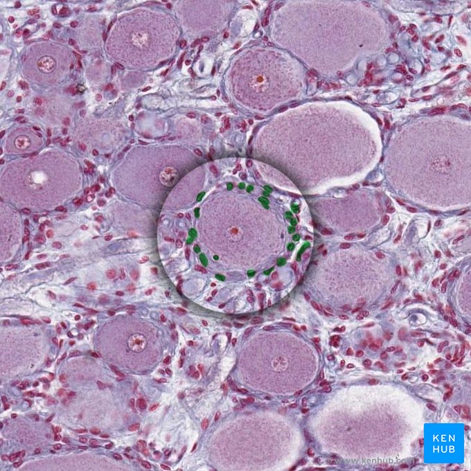 Satellite cell (Gliocytus ganglionicus); Image: 