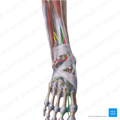 Deep fibular nerve (Nervus fibularis profundus); Image: Liene Znotina