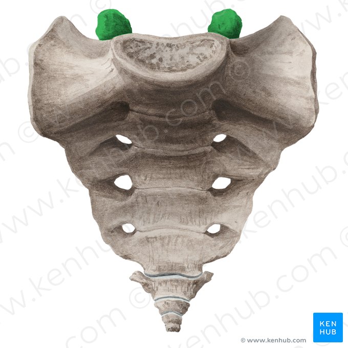 Processus articulaire supérieur du sacrum (Processus articularis superior sacri); Image : Liene Znotina