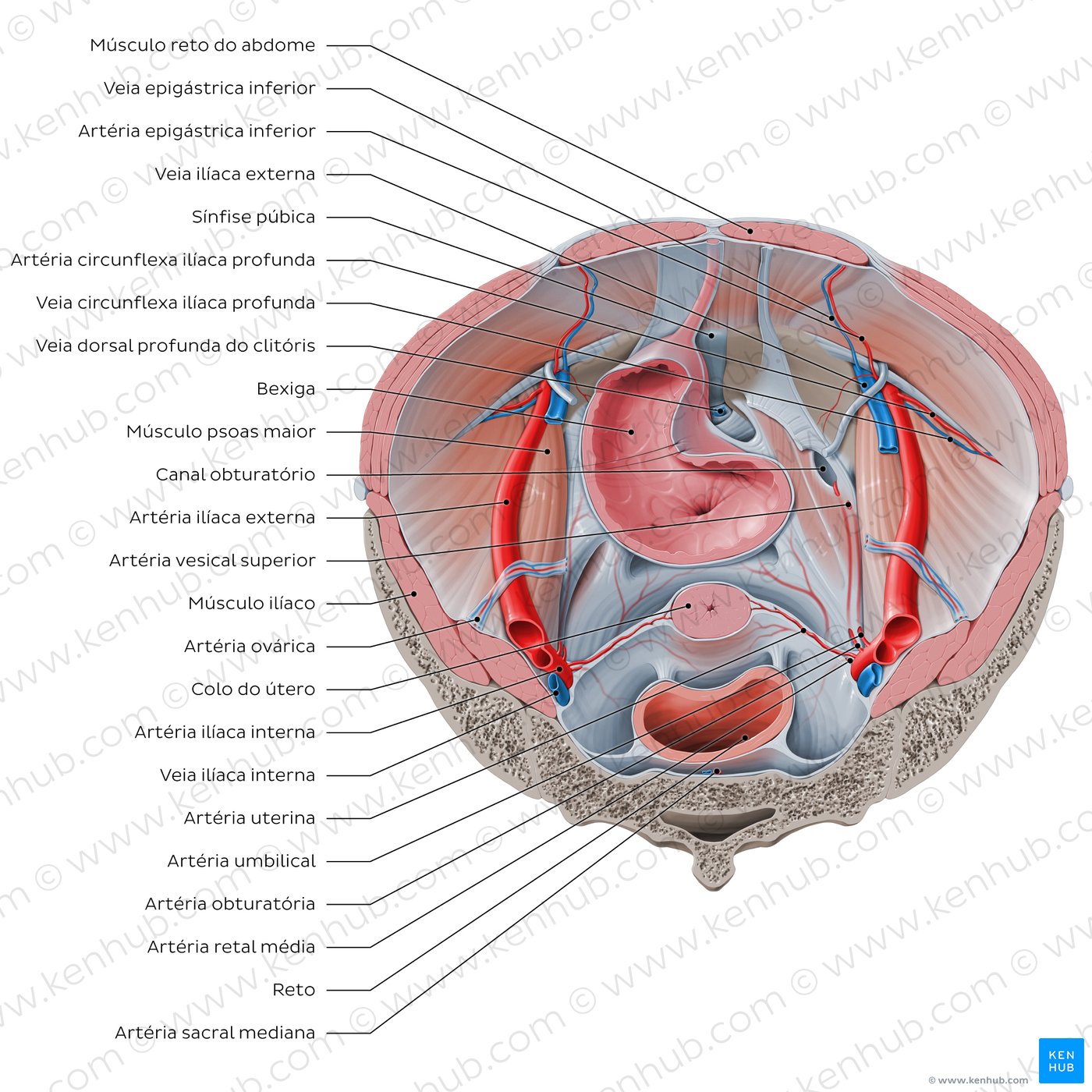 Relações do iliopsoas com os órgãos abdominopélvicos (vista superior)