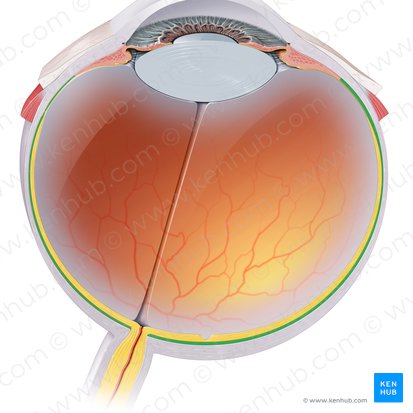 Choroid (Choroidea); Image: Paul Kim