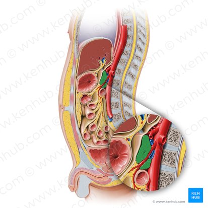 Pancreas (Bauchspeicheldrüse); Bild: Paul Kim