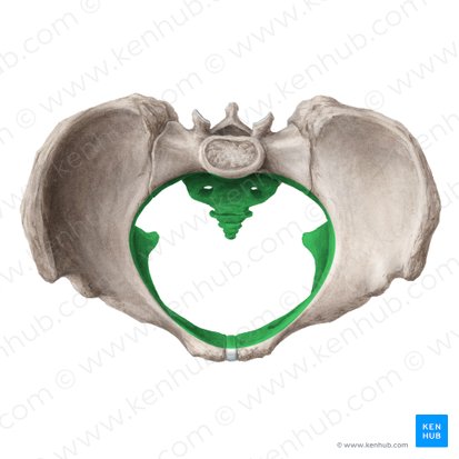 Pelvis minor (Kleines Becken); Bild: Liene Znotina