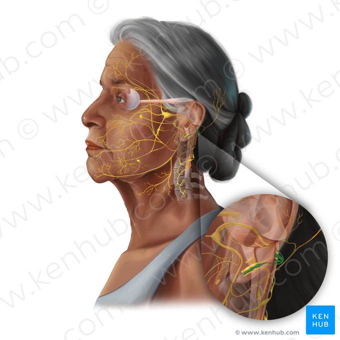 Vagus nerve (Nervus vagus); Image: Tal Bavli Ziv