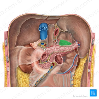 Left suprarenal gland (Glandula suprarenalis sinistra); Image: Irina Münstermann