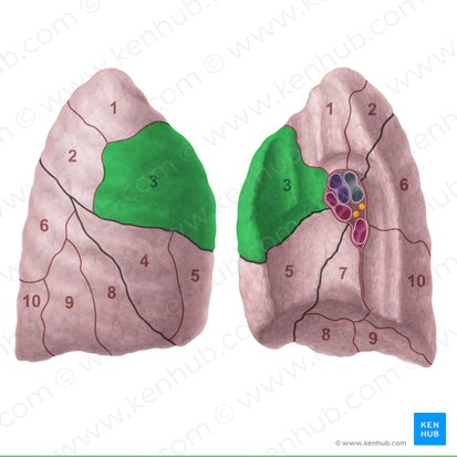 Anterior segment of right lung (Segmentum anterius pulmonis dextri); Image: Paul Kim