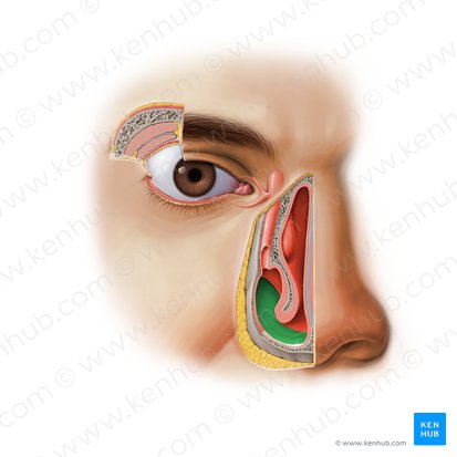 Inferior nasal meatus (Meatus nasalis inferior); Image: Paul Kim