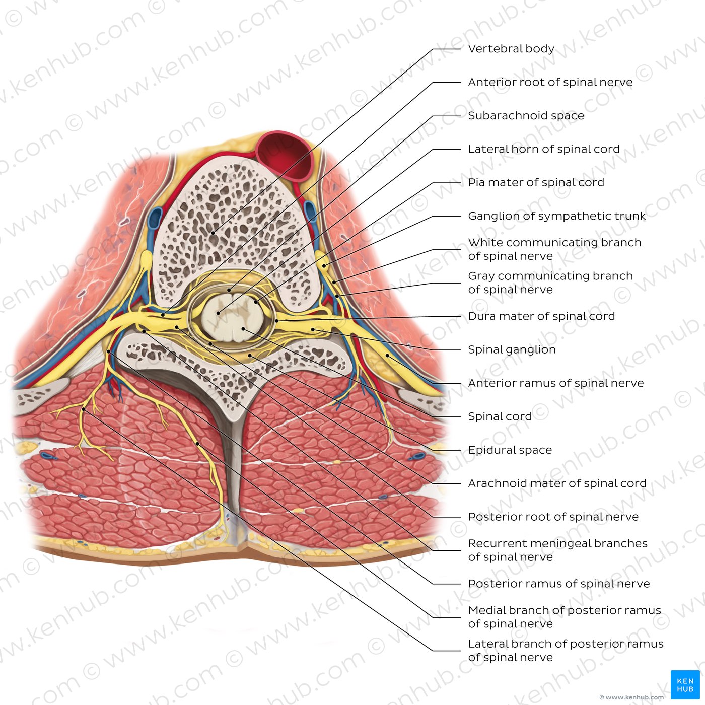 Innervation of the back: Branches of spinal nerves
