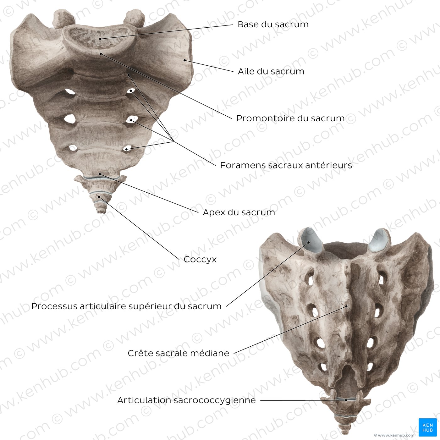 Figure 5. Sacrum and coccyx (overview)