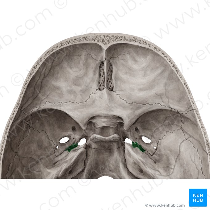 Carotid canal (Canalis caroticus); Image: Yousun Koh