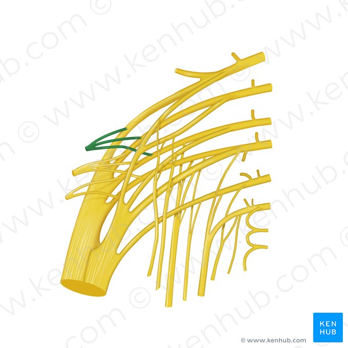 Superior gluteal nerve (Nervus gluteus superior); Image: Begoña Rodriguez