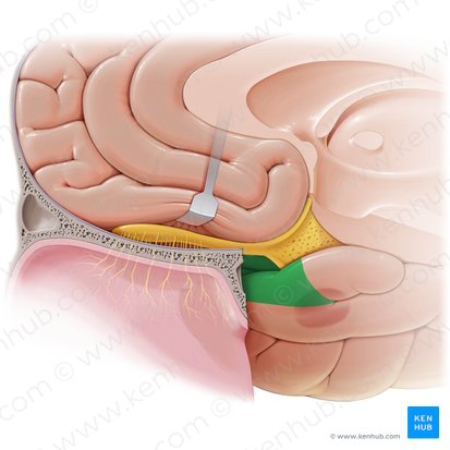 Corteza piriforme (Cortex piriformis); Imagen: Paul Kim