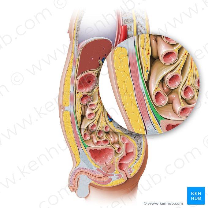 Median umbilical ligament (Ligamentum umbilicale medianum); Image: Paul Kim
