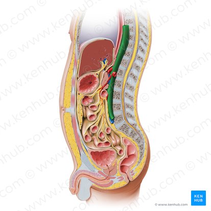 Aorta; Image: Paul Kim