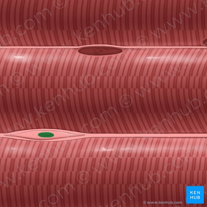 Nucleus fibroblasti (Fibroblastenzellkern); Bild: Tal Bavli Ziv