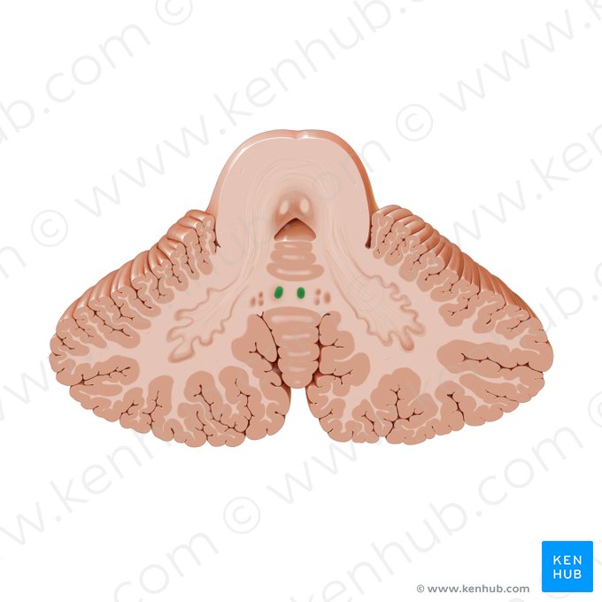 Fastigial nucleus (Nucleus fastigii); Image: Paul Kim