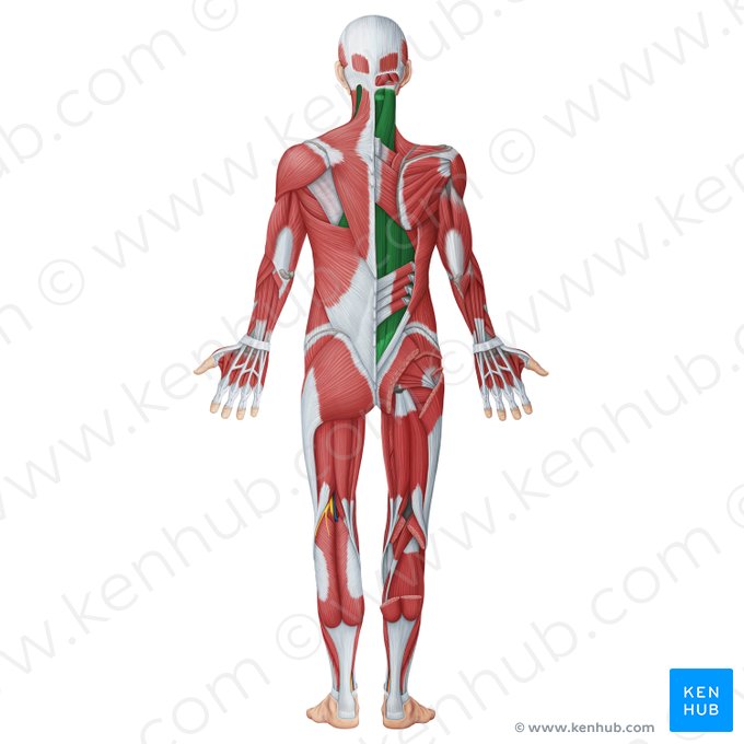 Deep muscles of back (Musculi profundi dorsi); Image: Irina Münstermann