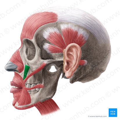 Levator anguli oris muscle (Musculus levator anguli oris); Image: Yousun Koh