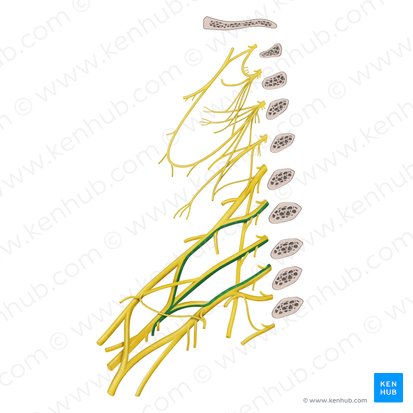 Thoracodorsal nerve (Nervus thoracodorsalis); Image: Begoña Rodriguez
