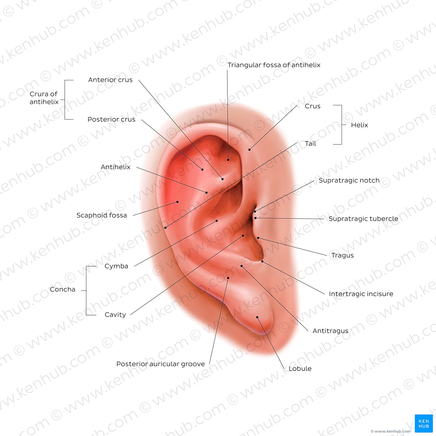External ear: lateral view