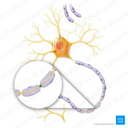 Nódulo de Ranvier (Nodus interruptionis myelini); Imagen: Paul Kim