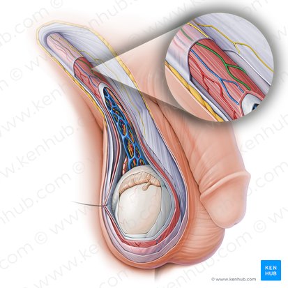 Genital branch of genitofemoral nerve (Ramus genitalis nervi genitofemoralis); Image: Paul Kim