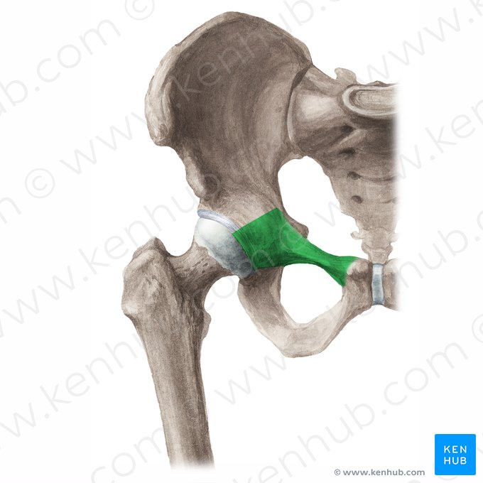 Branche supérieure du pubis (Ramus superior ossis pubis); Image : Liene Znotina