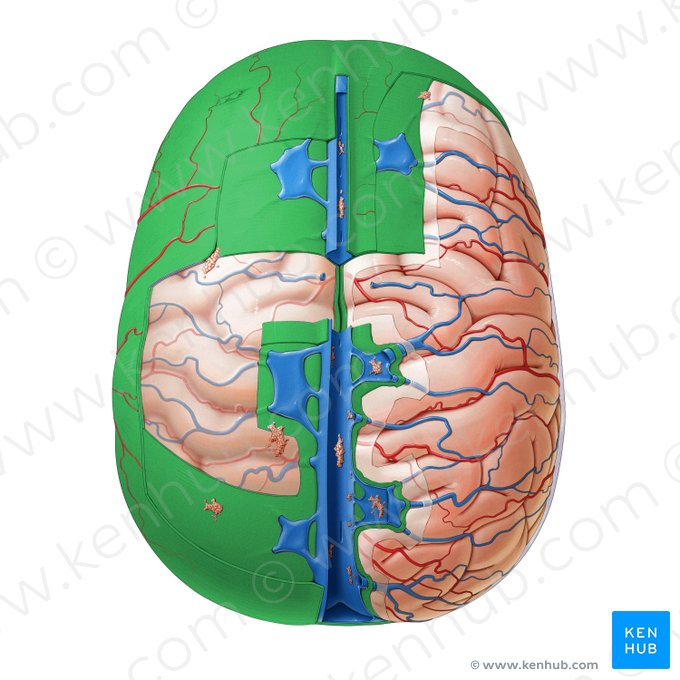 Duramadre (Dura mater); Imagen: Paul Kim