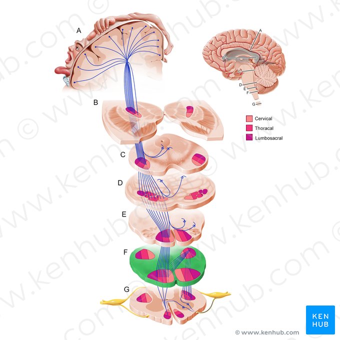 Inferior part of medulla oblongata (Pars inferior medullae oblongatae); Image: Paul Kim