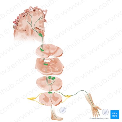 Posterior funiculus-medial lemniscus pathway (Via columnae posterioris lemniscique medialis); Image: Paul Kim