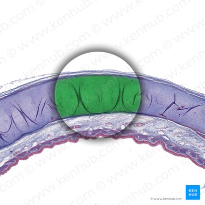 Hyaline cartilage of trachea; Image: 