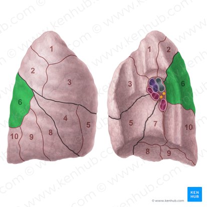Superior segment of right lung (Segmentum superius pulmonis dextri); Image: Paul Kim