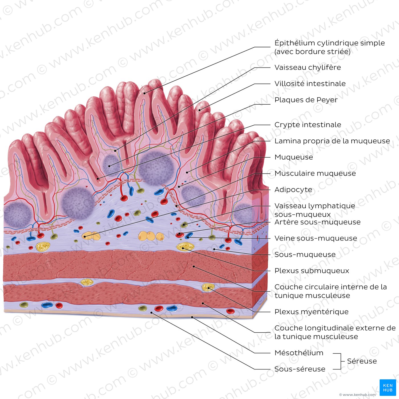 Structure histologique de l'iléon (schéma)