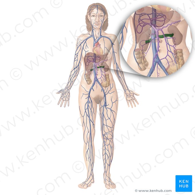 Renal vein (Vena renalis); Image: Begoña Rodriguez