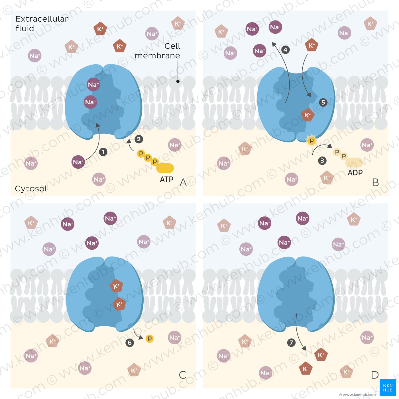 An image showing different steps in the function of a sodium-potassium pump moving ions across a cell membrane.