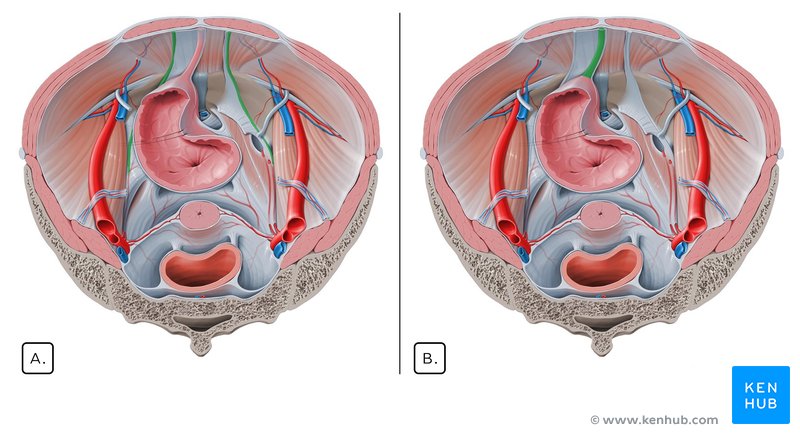 Medial and median umbilical ligaments