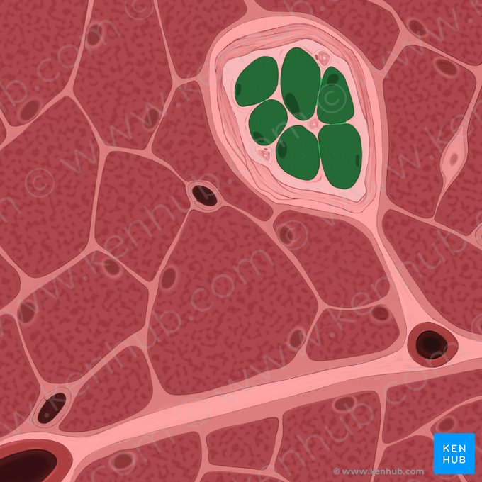 Myofibrae intrafusales fusi neuromuscularis (Intrafusale Muskelfasern); Bild: Tal Bavli Ziv