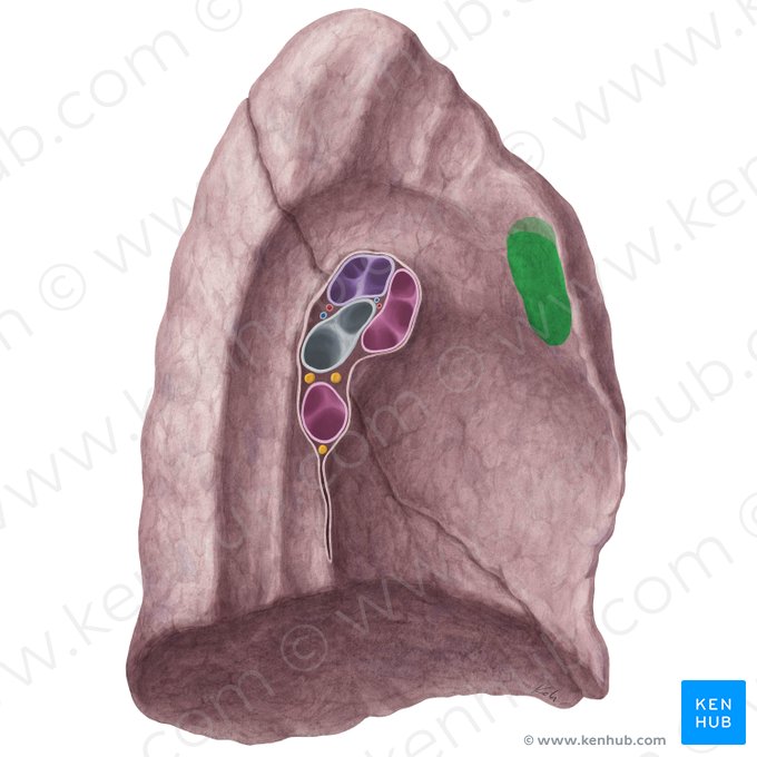 Impressio thymi pulmonis sinistri (Thymusabdruck der linken Lunge); Bild: Yousun Koh
