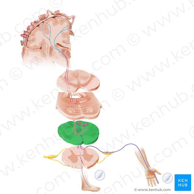 Superior part of medulla oblongata (Pars superior medullae oblongatae); Image: Paul Kim