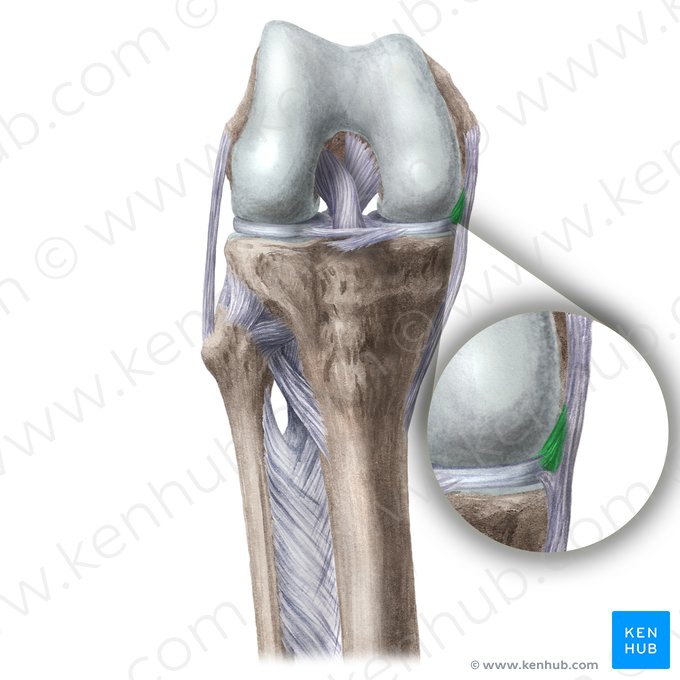 Medial meniscofemoral ligament (Ligamentum meniscofemorale mediale); Image: Liene Znotina
