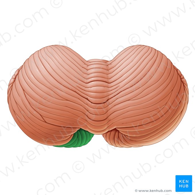 Inferior semilunar lobule (Lobulus semilunaris inferior); Image: Paul Kim