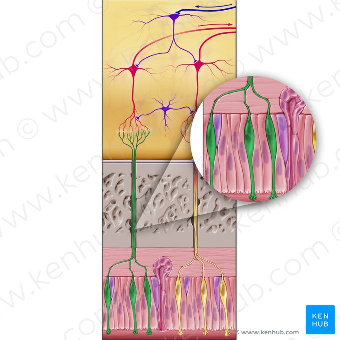 Olfactory sensory neuron (Epitheliocytus neurosensorius olfactorius); Image: Paul Kim