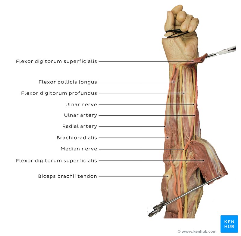 Cadaver forearm anatomy