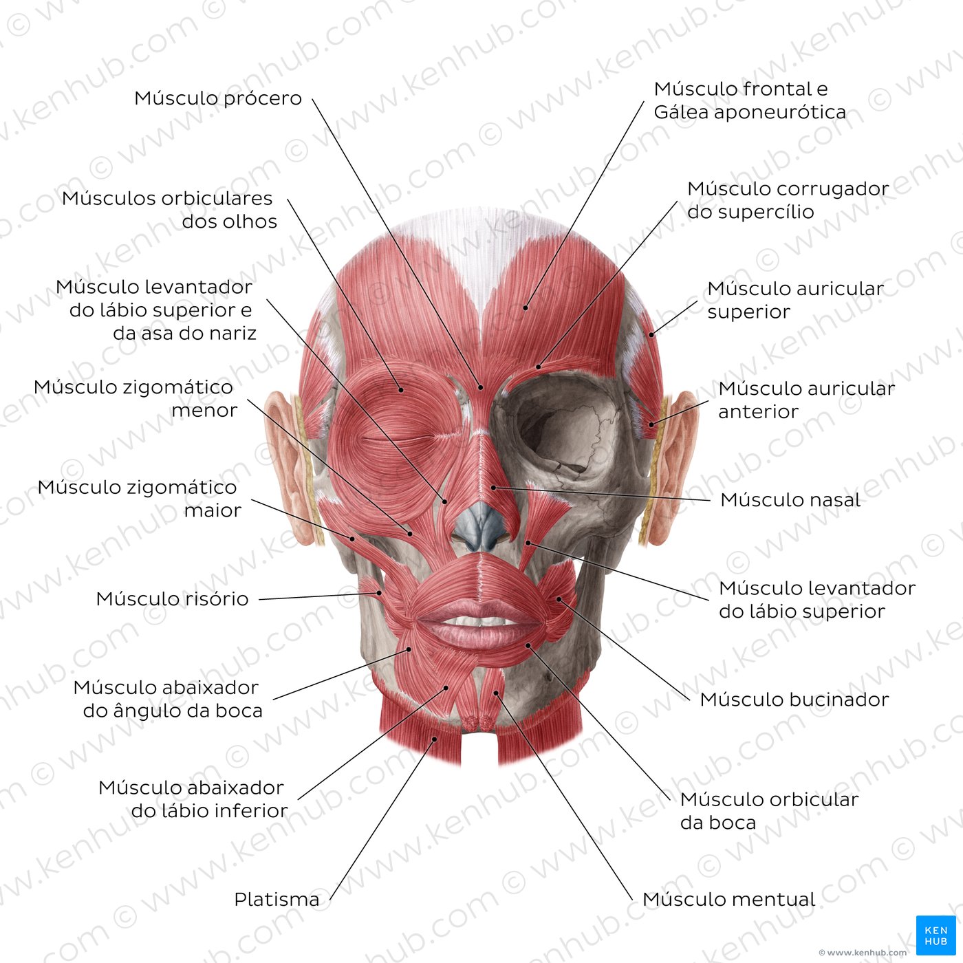 Músculos da face