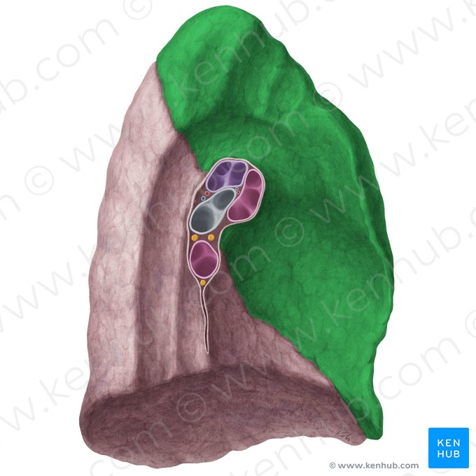 Lobus superior pulmonis sinistri (Oberlappen der linken Lunge); Bild: Yousun Koh