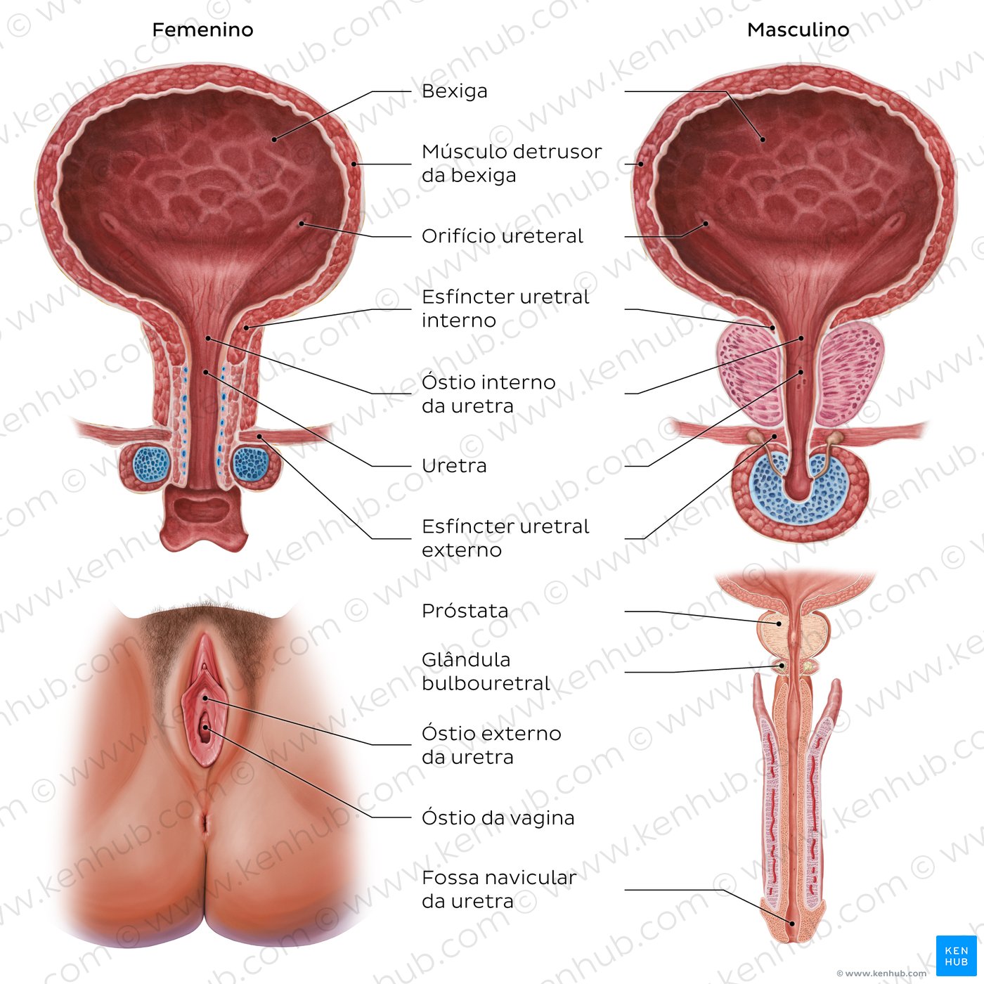 Pelvic urinary system labeled