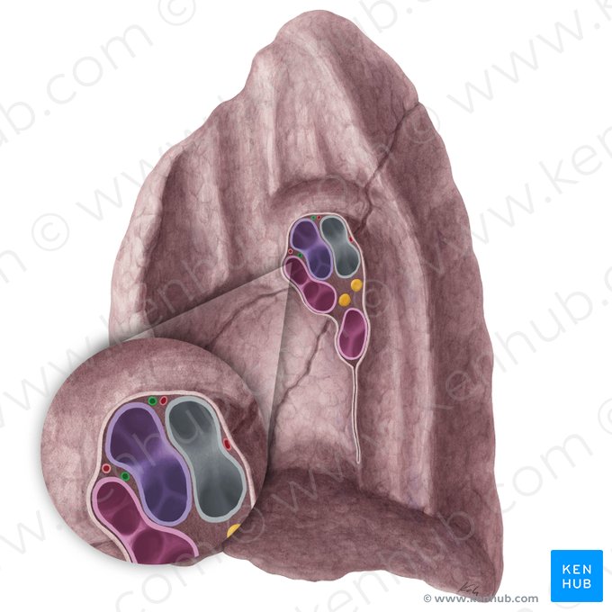 Venae bronchiales pulmonis dextri (Bronchialvenen der rechten Lunge); Bild: Yousun Koh