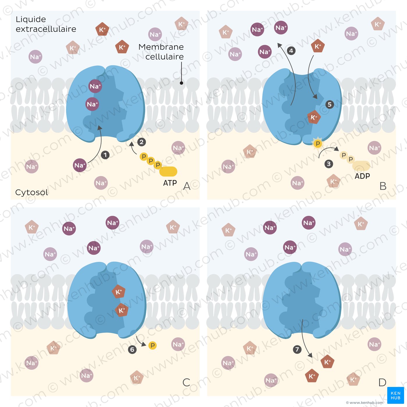 An image showing different steps in the function of a sodium-potassium pump moving ions across a cell membrane.