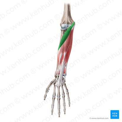 Pronator teres muscle (Musculus pronator teres); Image: Yousun Koh