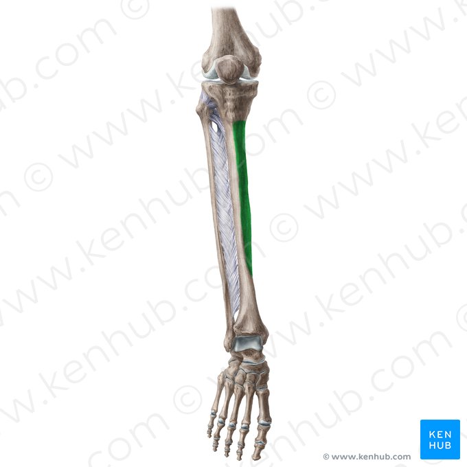 Medial surface of tibia (Facies medialis tibiae); Image: Liene Znotina